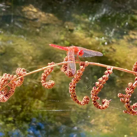 Casa vacanze Casa Grande Abrunheiro Grande