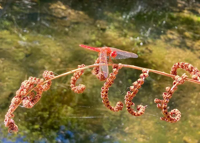 Nyaraló Casa Grande Abrunheiro Grande
