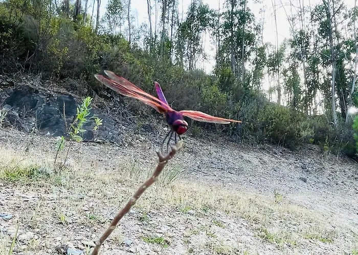 Casa Grande Abrunheiro Grande